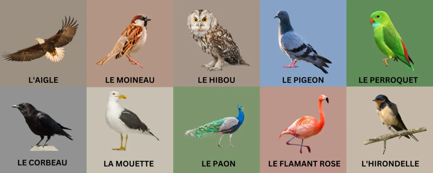 Birds