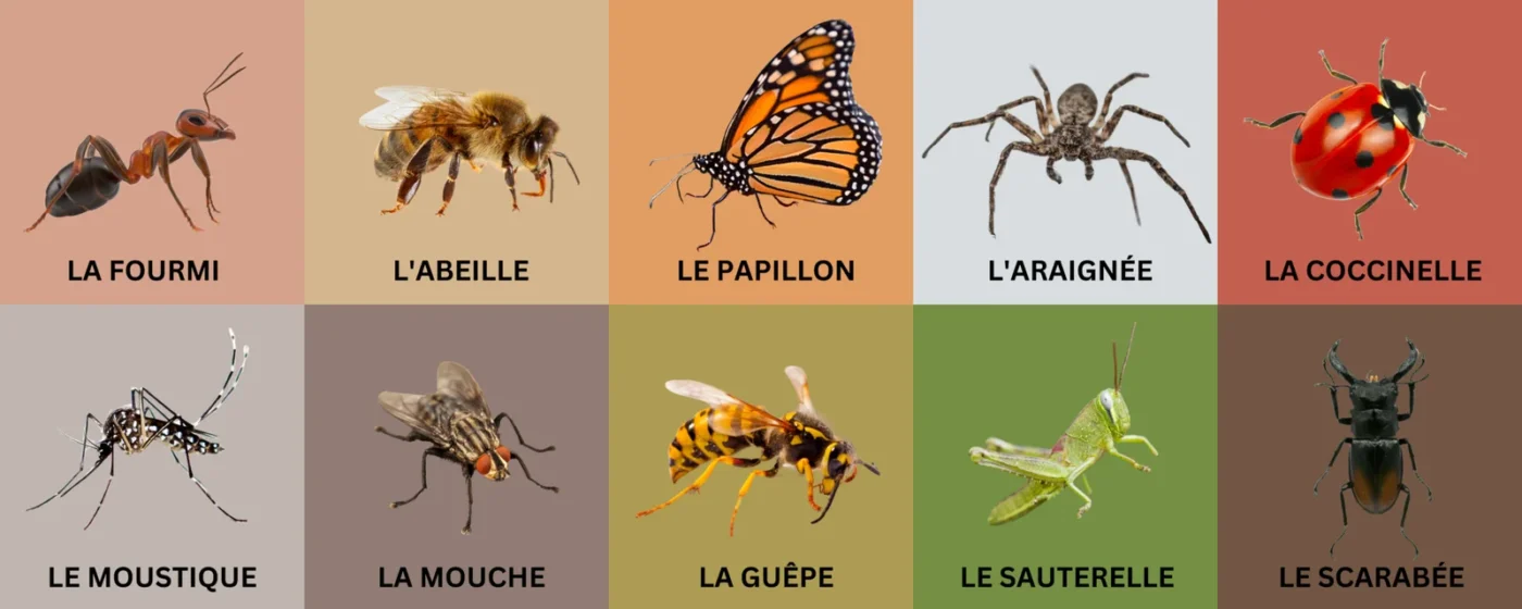 Bugs