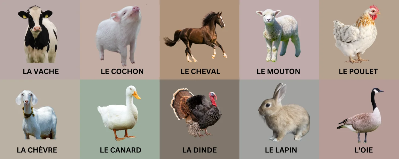 Farm Animals