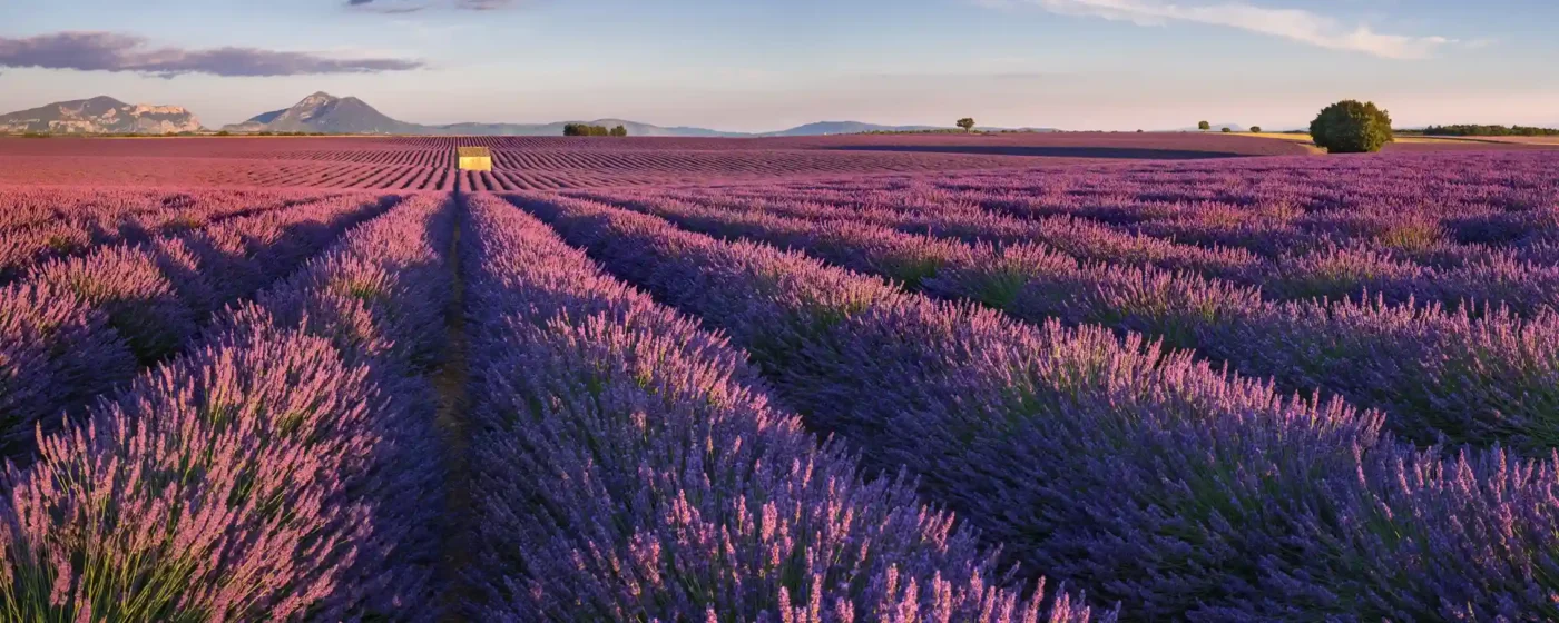 Provence Lavender Fields